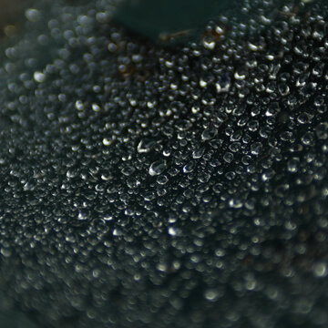 Rainy Day Spider Web