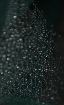 Rainy Day Spider Web