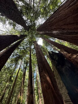 tree canopy tall redwood forest grove sky