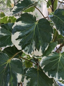 Close up of variegated Polyscias scutellaria leaves with green and white patterns. Glossy tropical plant foliage with detailed leaf veins and natural texture.
