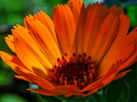 Bright orange calendula flower blooming in a green garden setting