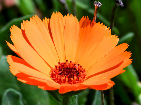 Orange calendula flower in full bloom