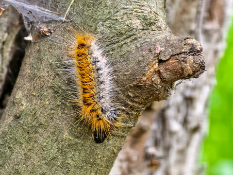 Orange and black hairy caterpillar climbing on a textured tree trunk