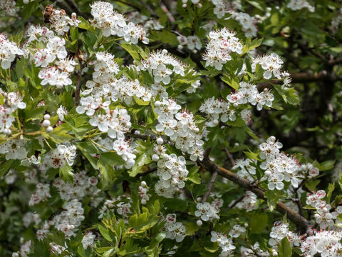 Hawthorn bush in full bloom with white blossoms and a bee gathering pollen