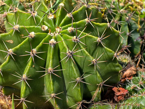 Close-up of a vibrant green barrel cactus with sharp spines