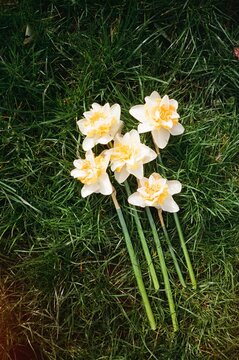 Portrait of Daffodils