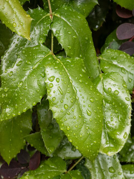 Close-up of vibrant green Mahonia leaves covered in water droplets