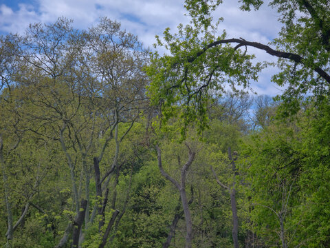 Lush green trees and branches under a cloudy blue sky in spring