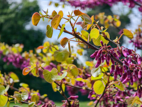 Eastern Redbud branches with purple buds and light green heart-shaped leaves in spring