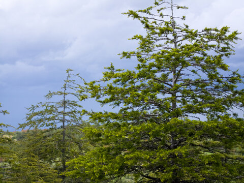 Coniferous trees with bright green needles against a cloudy sky