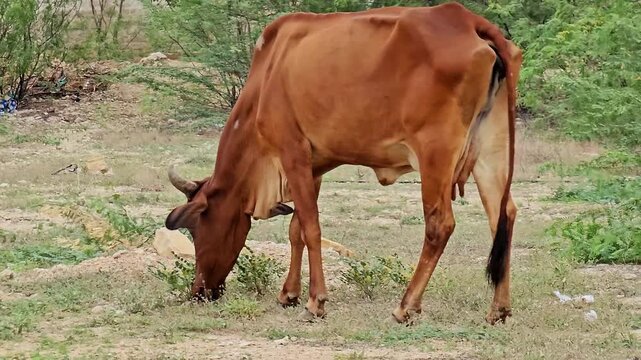 Brown cow grazing grass in an open rural field with green bushes in background 4K video