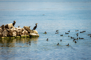 Fototapeta premium Cormorants perch on rocky shore, eyes watchful