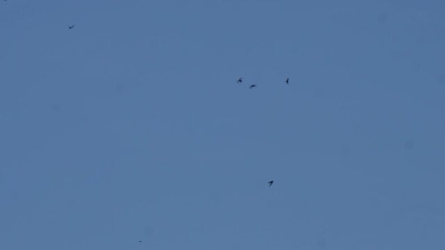 Flock of birds flying across clear blue sky