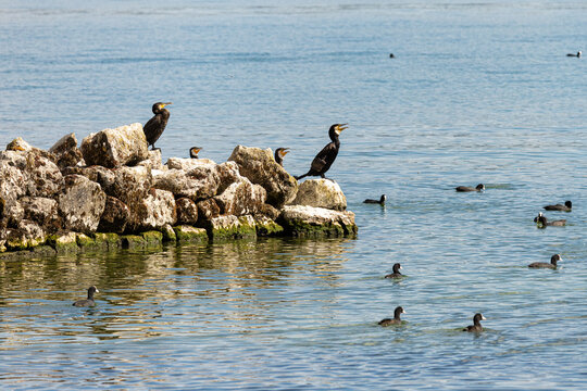 Cormorants rest on rugged rocks by calm waters