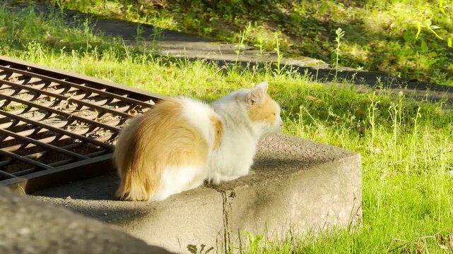 A fluffy cat sits peacefully on a stone ledge, enjoying warm sunlight. It looks out with quiet contentment. This serene scene is in Catherine Park, Saint Petersburg.