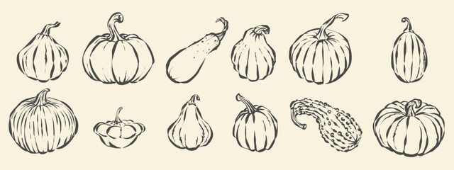 Monochrome pumpkin vector set with hand drawn doodle sketches of different squashes and gourds © mr_bachinsky