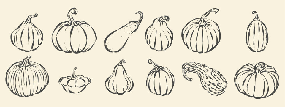 Monochrome pumpkin vector set with hand drawn doodle sketches of different squashes and gourds
