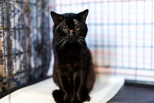 Black cat sitting alert on white surface in indoor enclosure with patterned background, with cat, black, feline, pet detail, showing animal, indoor, sitting, alert context