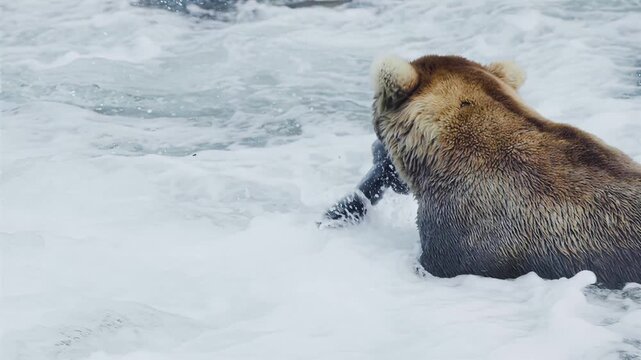 Brown bear fishing for salmon in a rushing river with splashing water