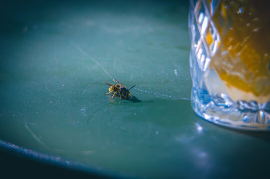 bee on a glass
