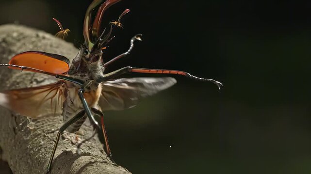 Close-up of a striking beetle with vibrant orange wings on a tree branch