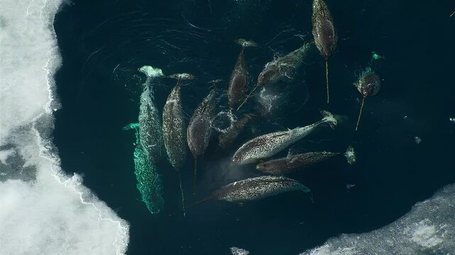 Aerial view of narwhals swimming in Arctic waters near ice floes