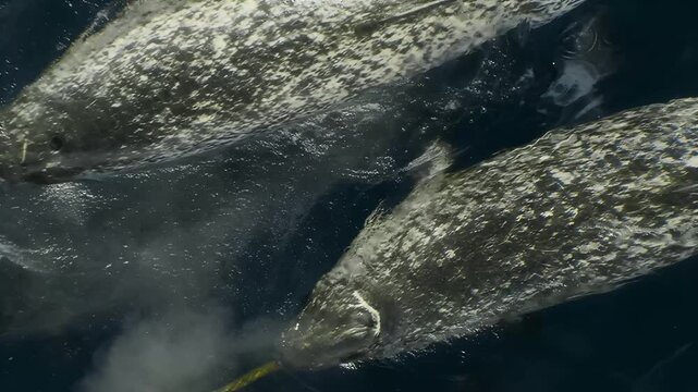 Pod of narwhals swimming together in dark ocean waters with their tusks visible