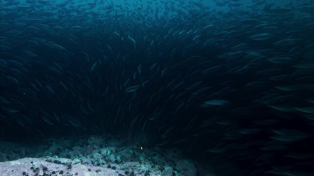 Massive school of fish swimming in deep blue ocean waters near the seabed