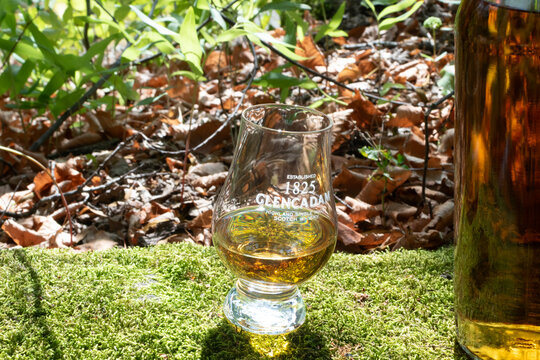 Glencadam branded tasting glass filled with amber Scotch whisky standing on green moss with forest leaves background beside bottle. Ukraine, Zhytomyr, August 27, 2026