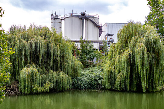 Enormous weeping trees on banks of water canal, large industrial storage containers in background against cloudy sky, calm greenish waters and abundant wild vegetation in South Limburg, Netherlands