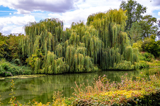 Huge, leafy green weeping trees on bank of a stream, wild vegetation, trees against cloudy sky in background, calm greenish waters with reflections on surface, summer day in South Limburg, Netherlands