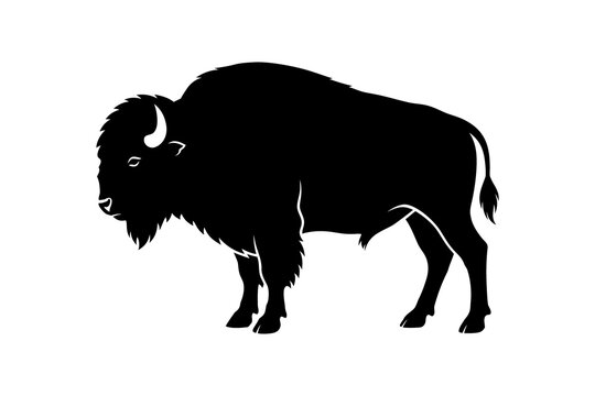 buffalo vector illustration