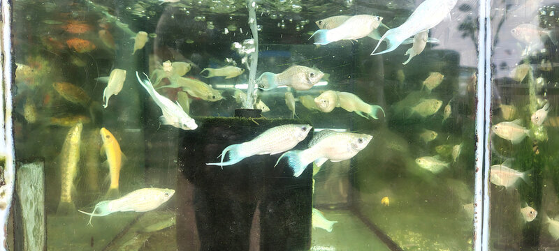 School of colorful fish swimming in aquarium - Vibrant tropical fish swimming gracefully among green aquatic plants in a home aquarium setting.