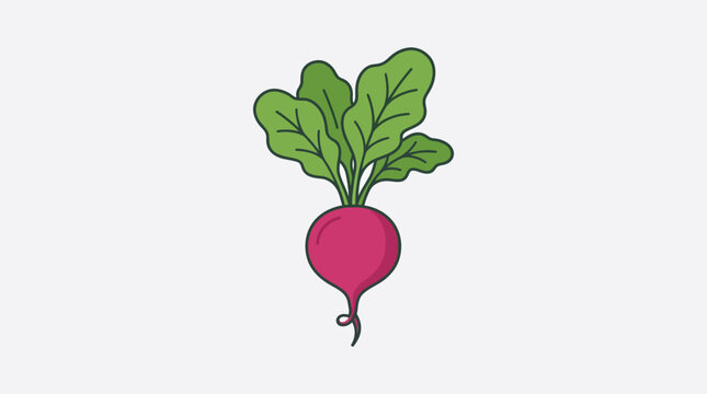 Fresh Beetroot Vegetable Illustration.