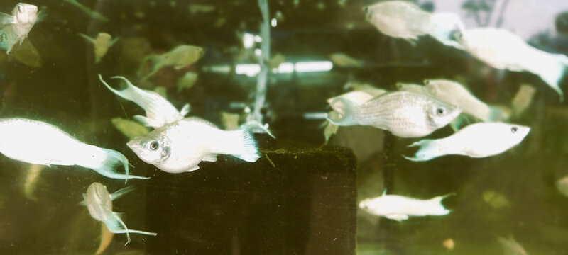 School of fish swimming near plants underwater - A lively group of small fish swimming together in clear water surrounded by green aquatic plants.