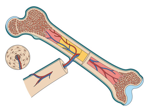 Human bone anatomy and internal structure cross section showing spongy bone compact bone blood vessels bone marrow with blood vessel human body skeletal system haversian system skeleton structure