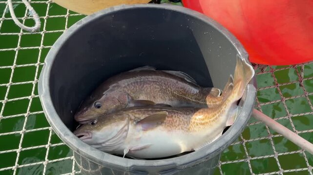 Two freshly caught cod lie in bucket on catamaran net after fishing in Pacific Ocean near Kamchatka. Recreational fishing, seafood, local catch, marine lifestyle, outdoor adventure