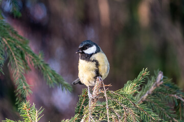 Cute bird Great tit, songbird sitting on the fir branch © Dmitrii Potashkin