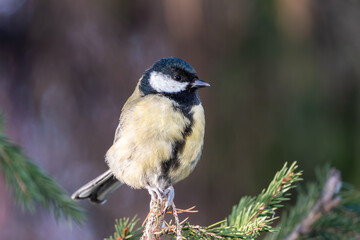 Cute bird Great tit, songbird sitting on the fir branch © Dmitrii Potashkin