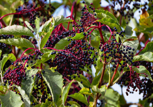 Hollunderbeeren