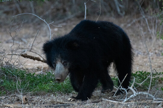 Sri Lankan sloth bear 