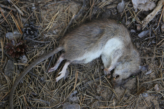 A dead rodent, a small rat, is lying on the ground.