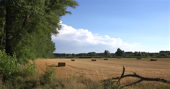 Golden harvested field with hay bales and trees
