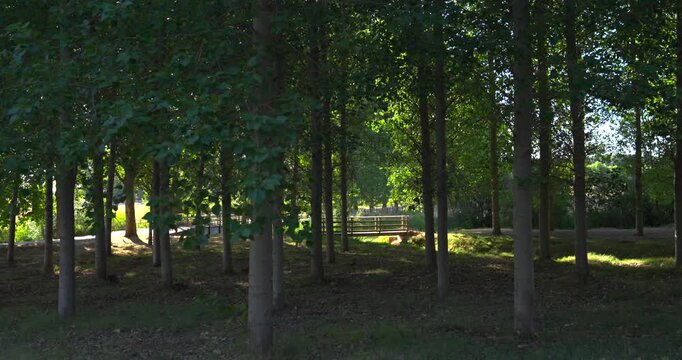 Dappled sunlight filtering through a verdant forest grove