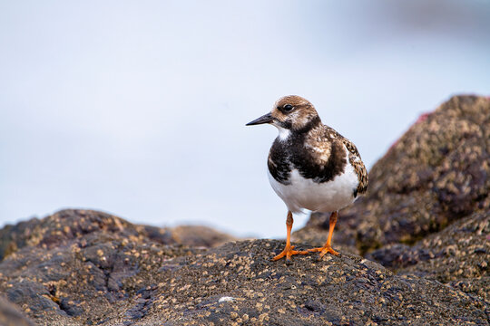 Ruddy turnstone perched on the shore.