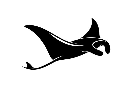shark vector illustration