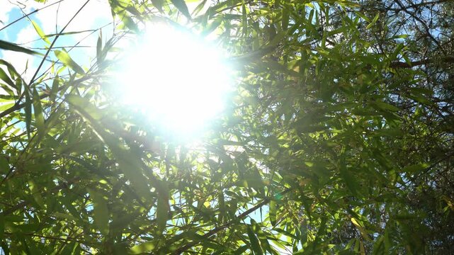 Right to Left Moving View Through Sunlit Bamboo Leaves