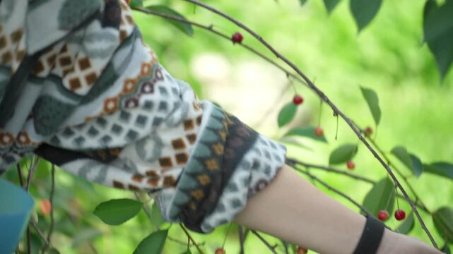 Picking cherry from branch. Female hand picking ripening cherry fruits hanging on a cherry tree branch. 