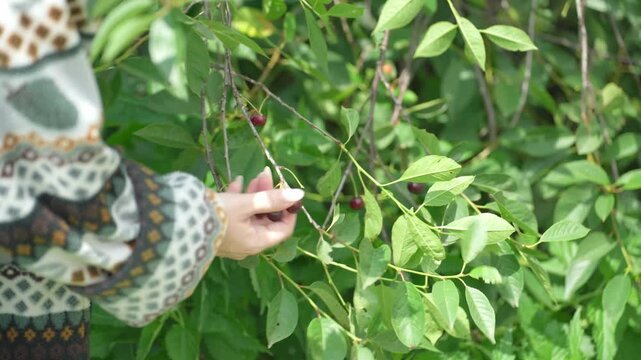 Picking cherry from branch. Female hand picking ripening cherry fruits hanging on a cherry tree branch. 