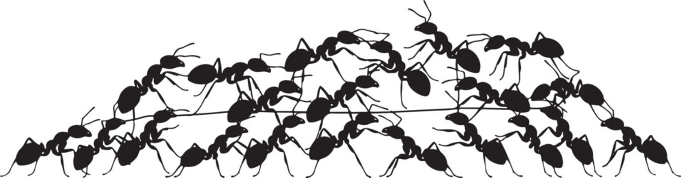 Ants forming bridge in silhouette style isolated on white background, Vector, illustration